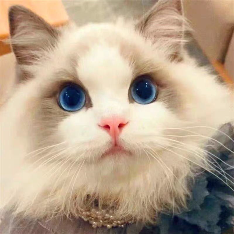 猫舍直销,批发价出售,布偶猫